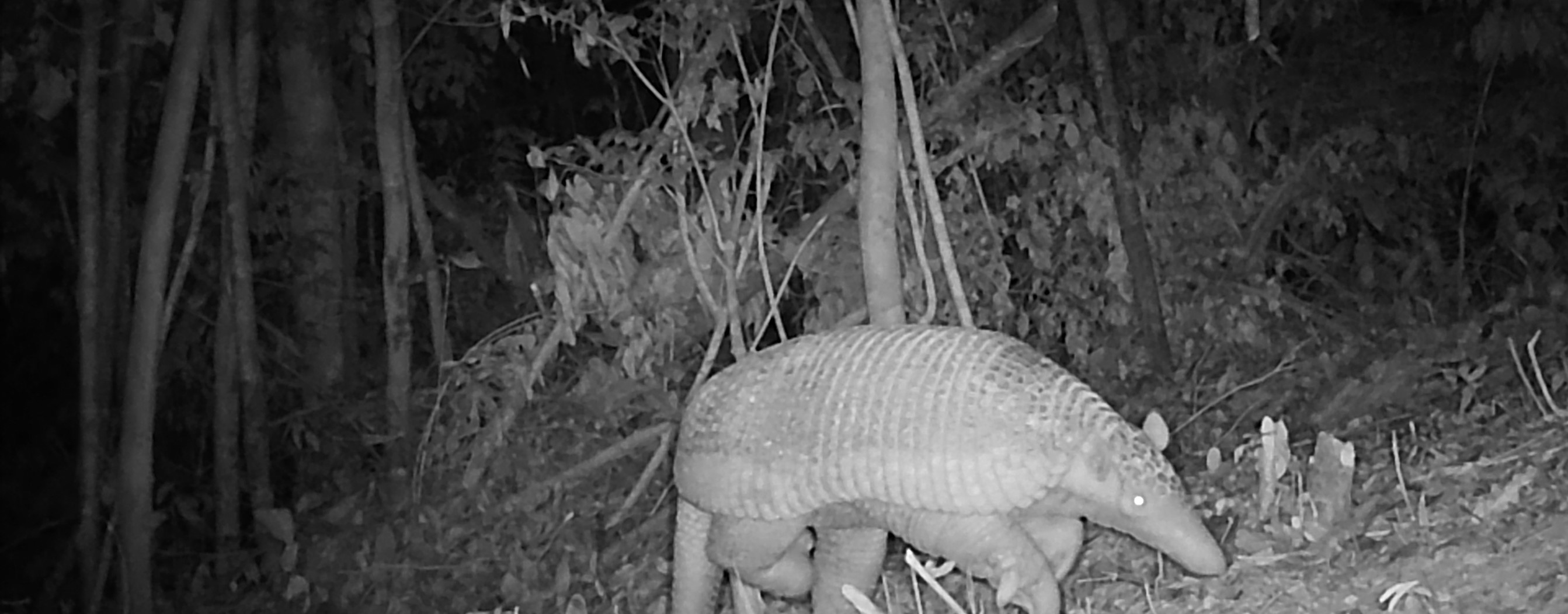Fauna peruana 1