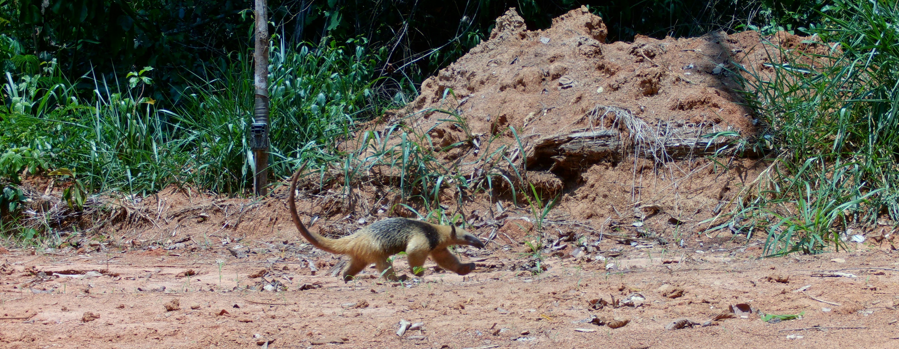 Fauna peruana 10
