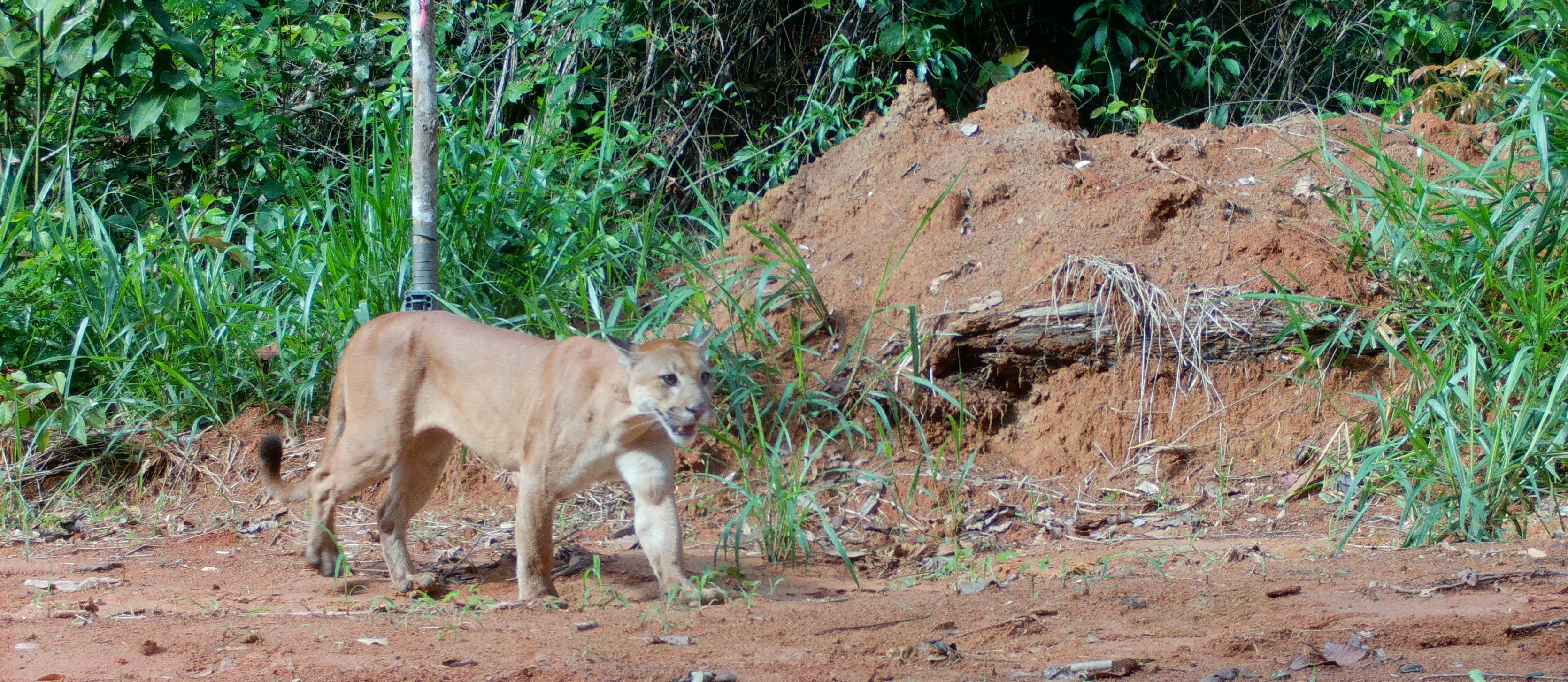 Fauna peruana 11
