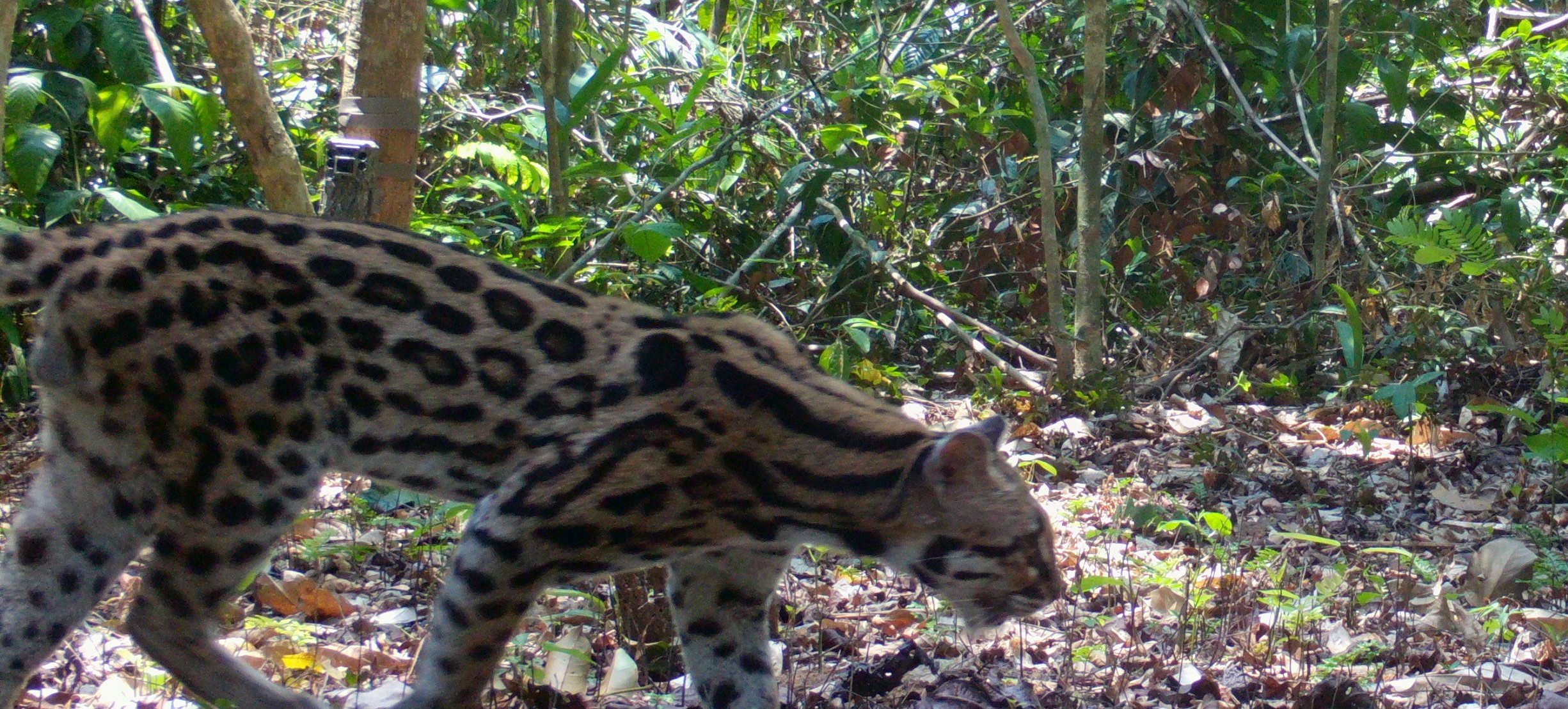 Fauna peruana 12