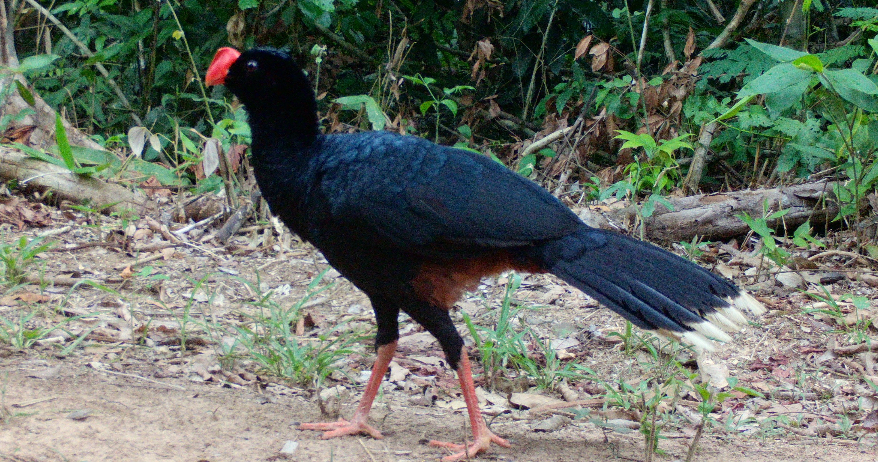 Fauna peruana 13