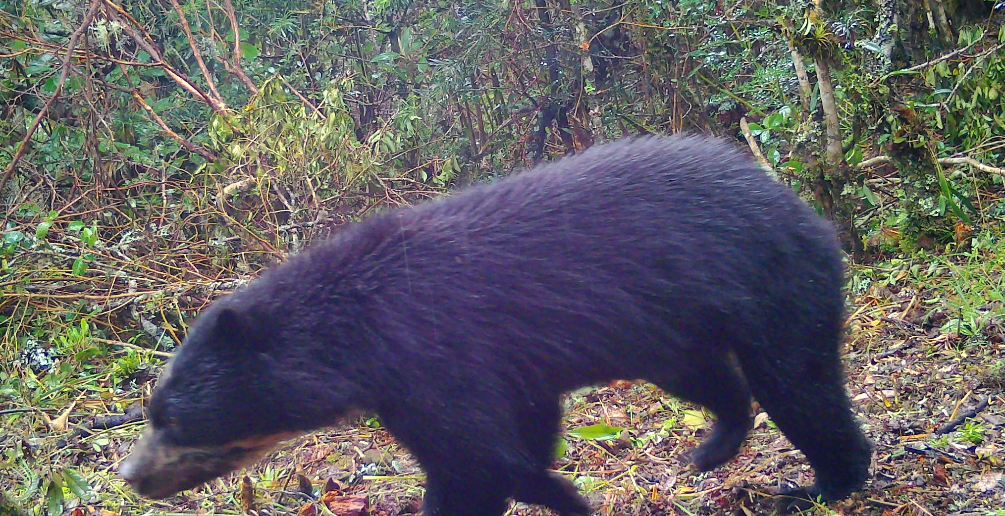 Fauna peruana 14