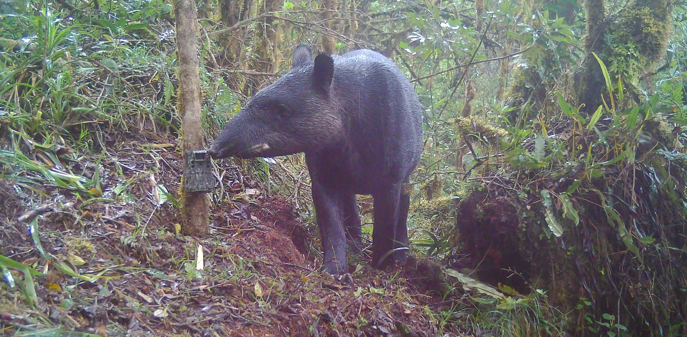 Fauna peruana 15