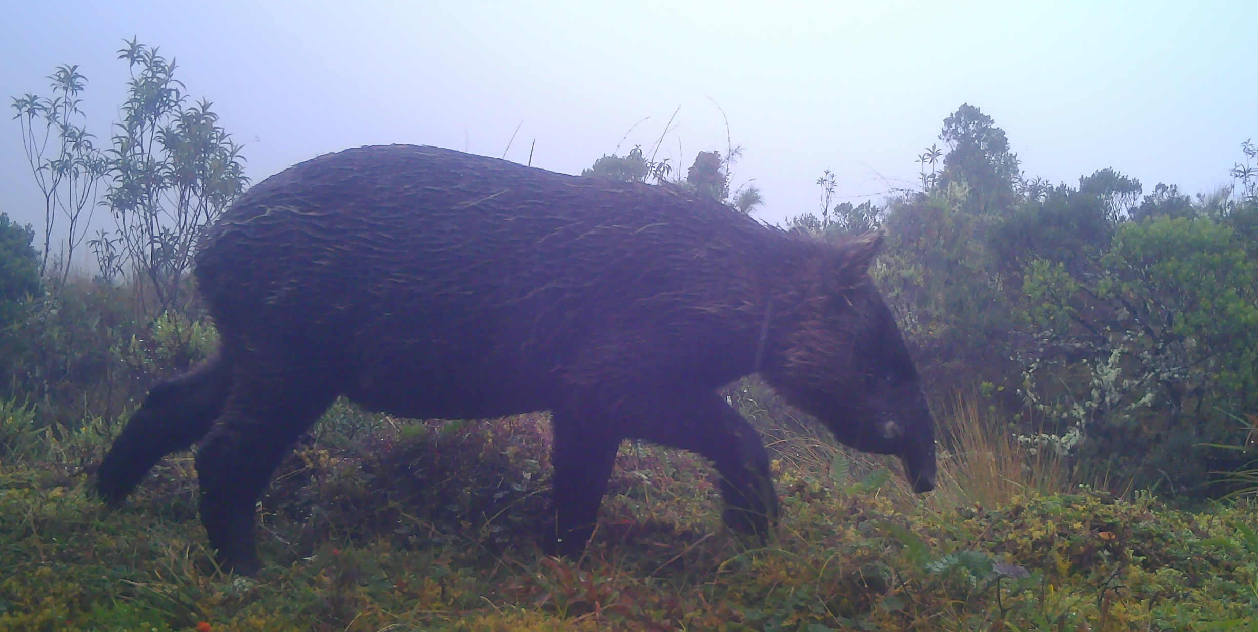 Fauna peruana 2