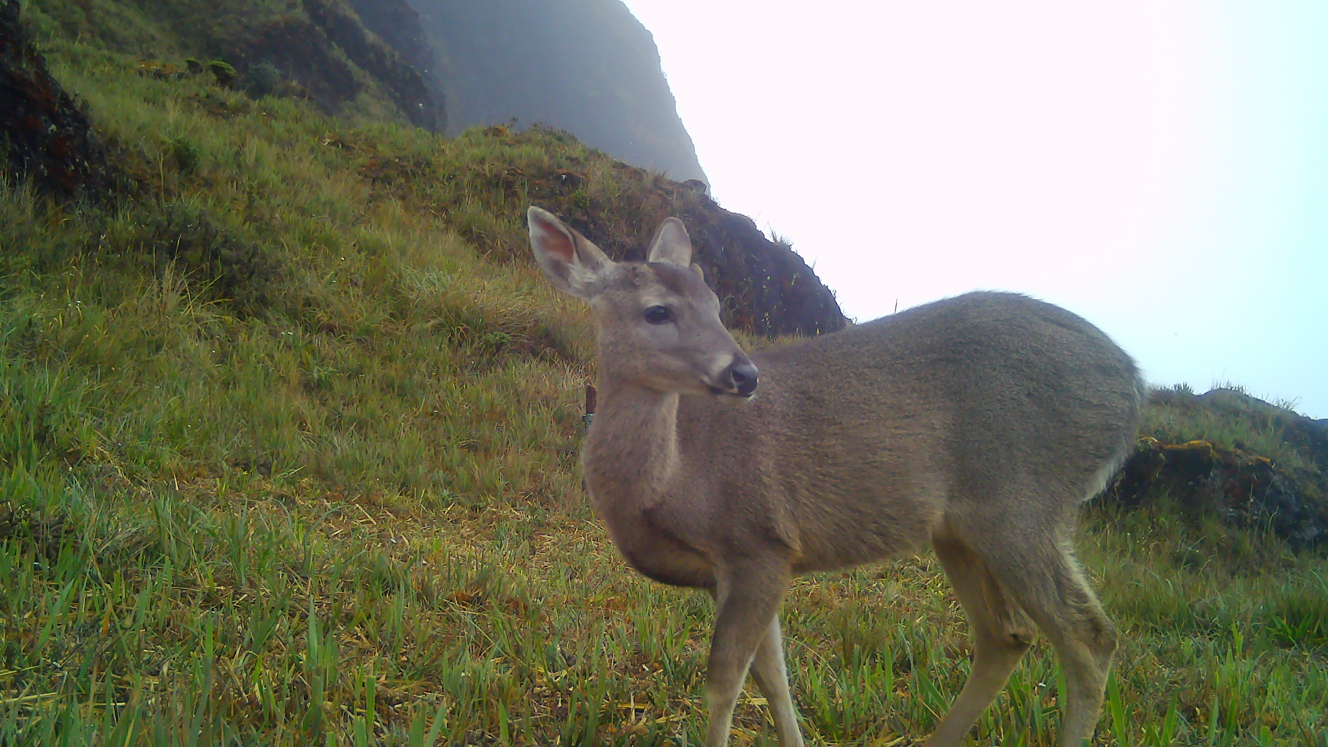 Fauna peruana 3