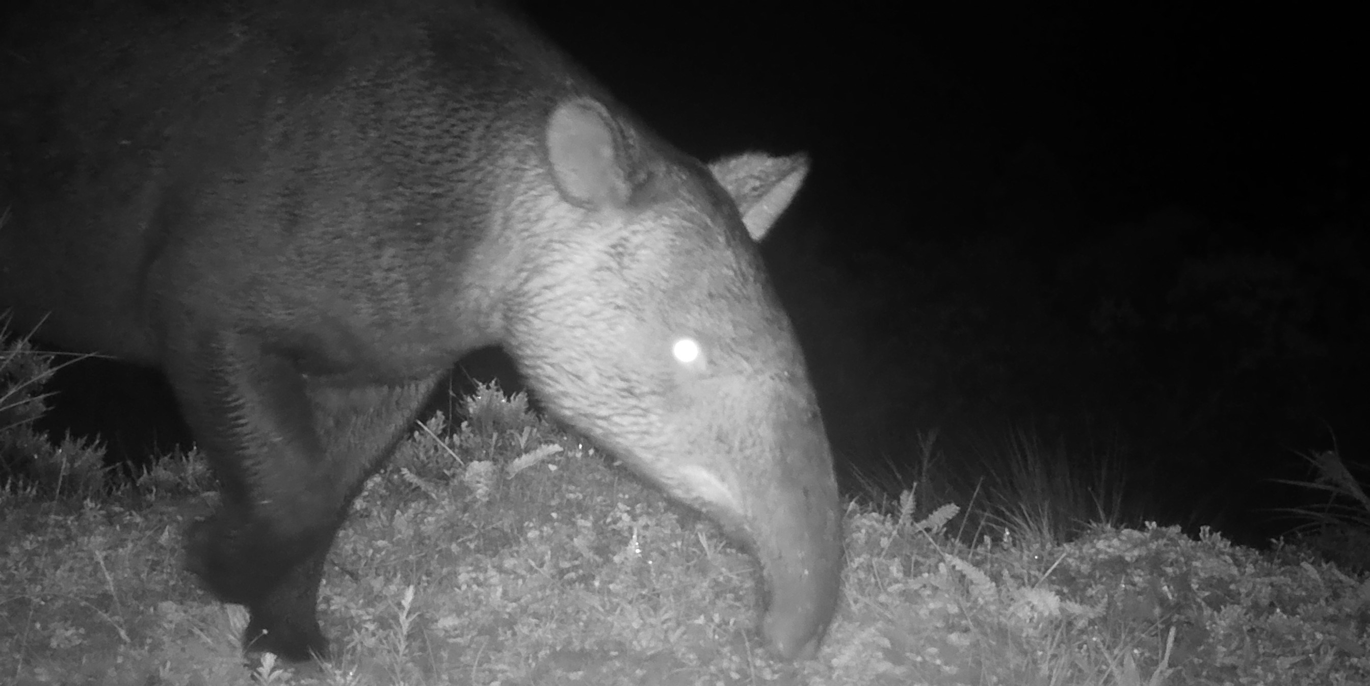 Fauna peruana 4