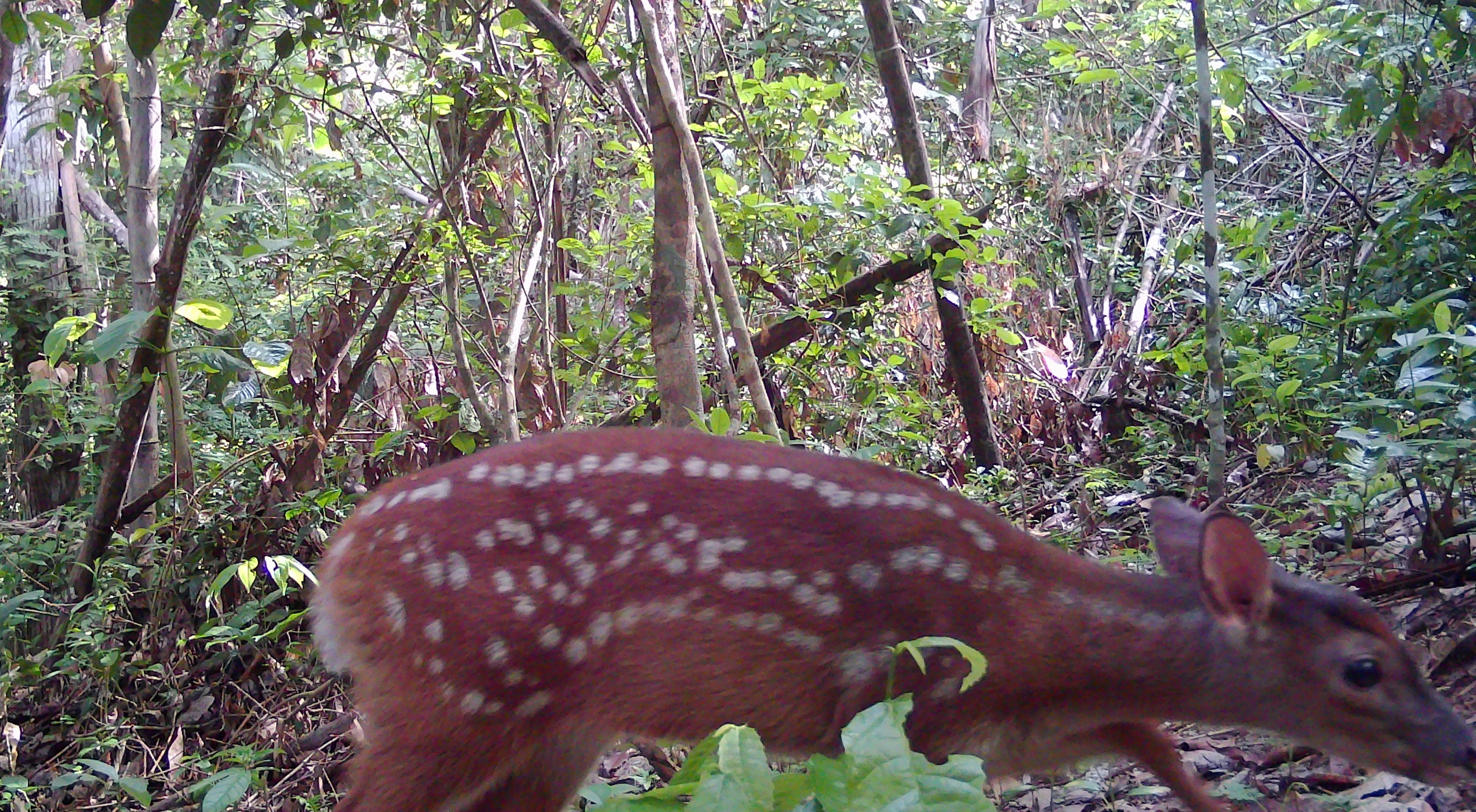 Fauna peruana 5