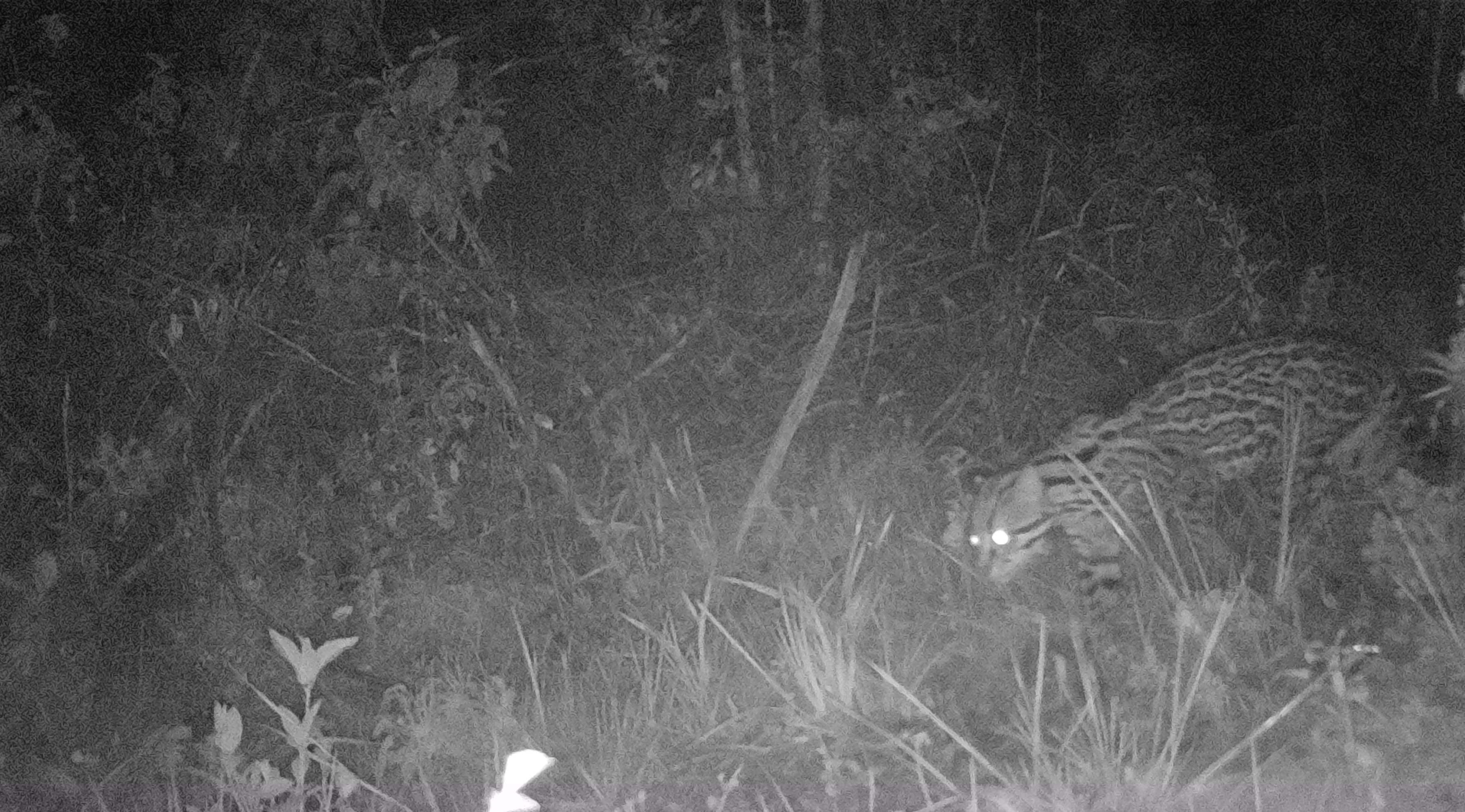 Fauna peruana 6