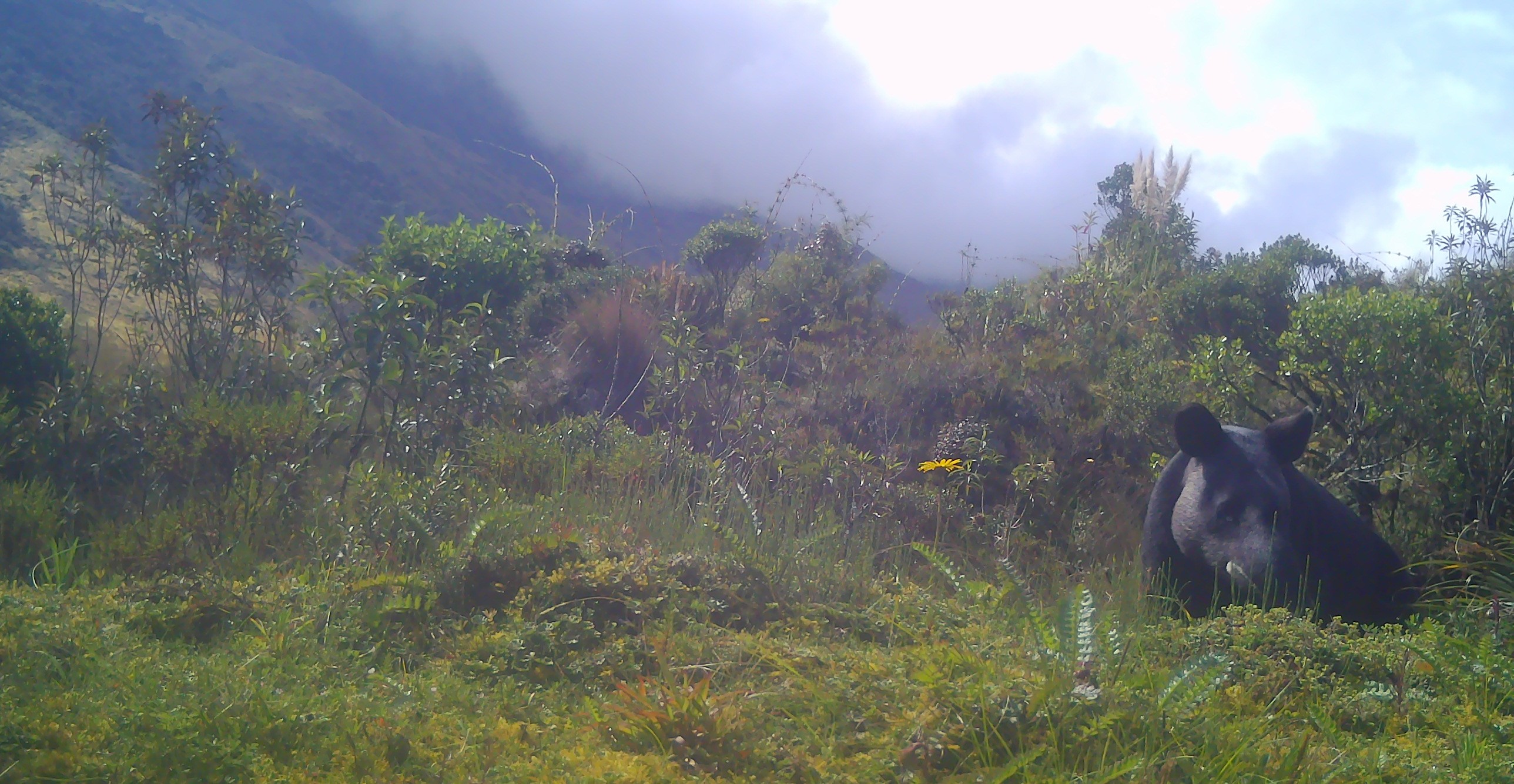 Fauna peruana 7