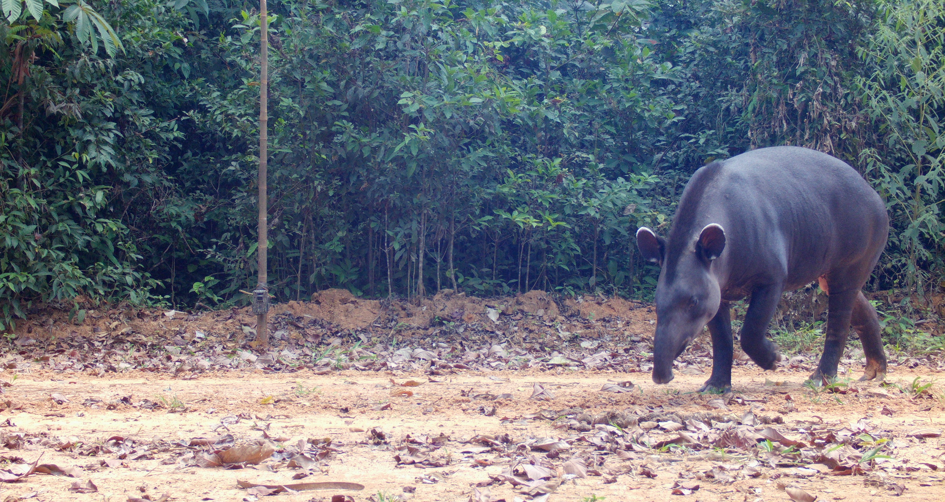 Fauna peruana 8