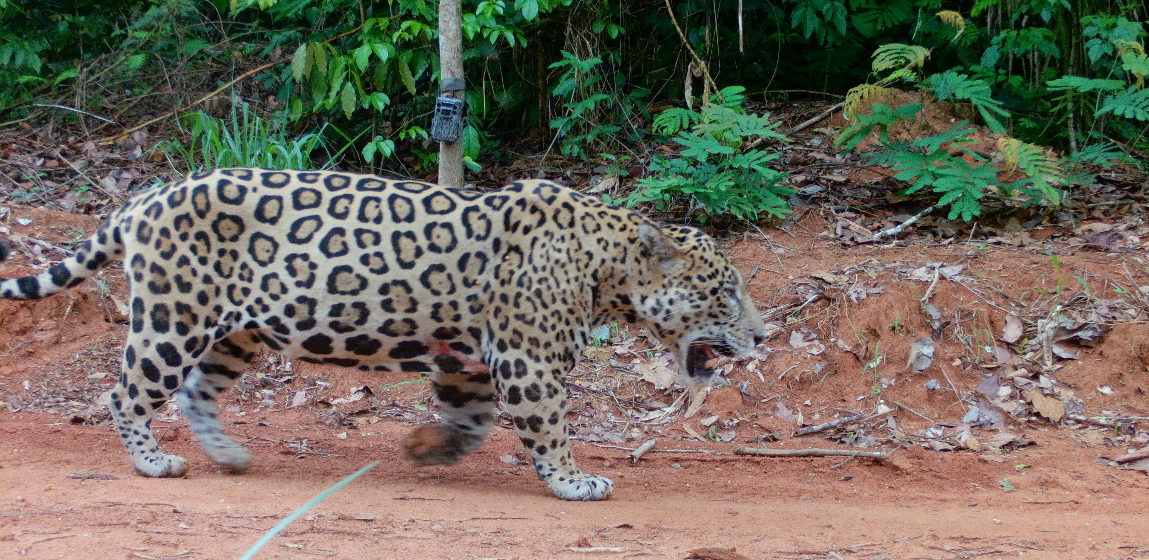 Fauna peruana 9